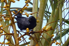 Ptiloxena atroviolacea