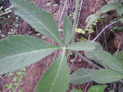 Cyphostemma lanigerum