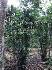 Chamaedorea seifrizii