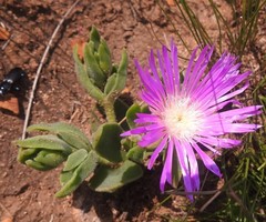 Delosperma ashtonii