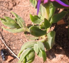Delosperma ashtonii