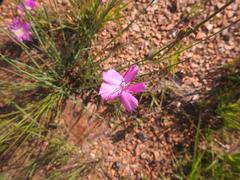 Dianthus basuticus