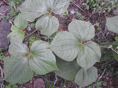 Dioscorea dregeana