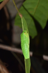 Agalychnis terranova