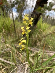 Diuris chrysantha