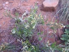 Helichrysum athrixiifolium