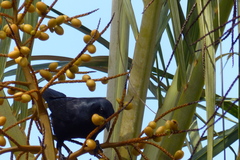 Ptiloxena atroviolacea