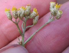Helichrysum athrixiifolium