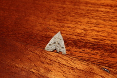 Trigonistis