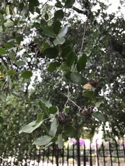 Quillaja saponaria