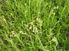 Nidorella pinnata