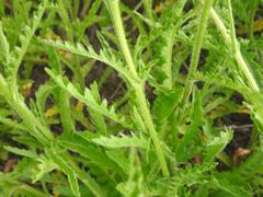 Nidorella pinnata