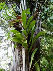 Philodendron linnaei
