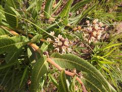 Xysmalobium acerateoides