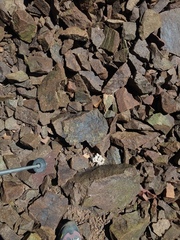 Oriastrum polymallum