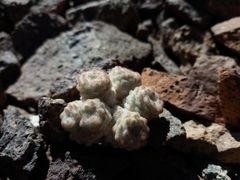 Oriastrum polymallum