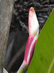 Philodendron linnaei