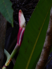 Philodendron linnaei