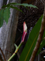 Philodendron linnaei