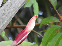 Philodendron linnaei