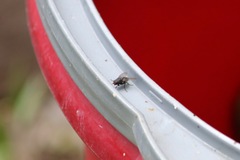Diptera