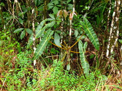 Philodendron billietiae