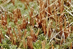 Phlegmariurus hypogaeus