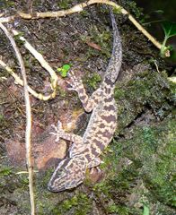 Cyrtodactylus baluensis