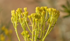 Athanasia vestita