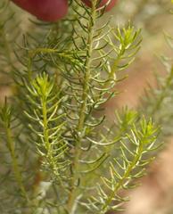 Athanasia vestita