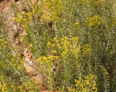 Athanasia vestita