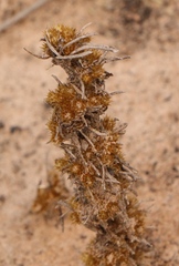 Ifloga glomerata