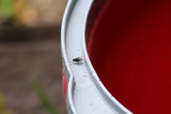 Diptera