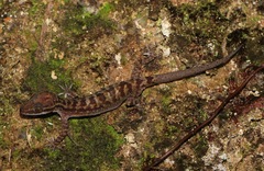Cyrtodactylus consobrinus