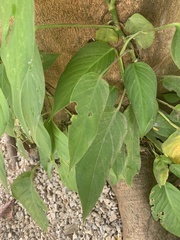 Epipremnum aureum
