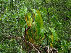 Philodendron billietiae