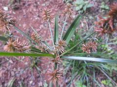 Cyperus solidus