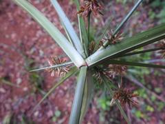 Cyperus solidus