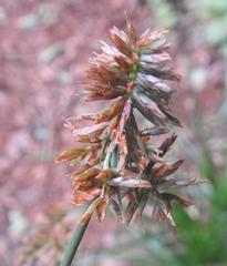 Cyperus solidus