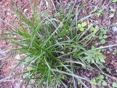 Cyperus solidus