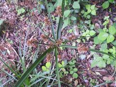 Cyperus solidus