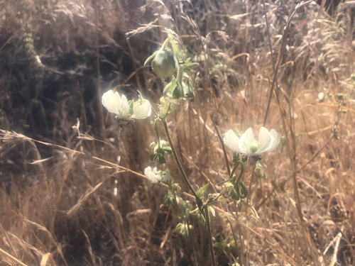 Loasa prostrata (Loasa prostrata)