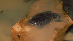 Elachistocleis pearsei