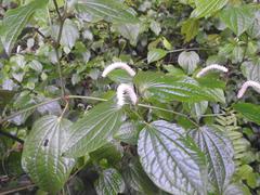 Piper capense capense