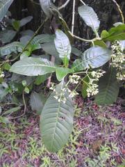 Psychotria zombamontana