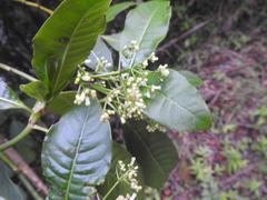 Psychotria zombamontana