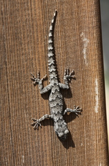 Mediodactylus danilewskii