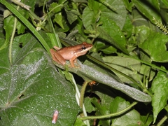 Indosylvirana nicobariensis