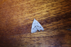 Trigonistis