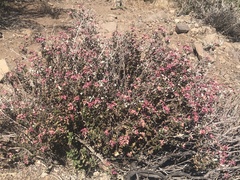 Viviania marifolia